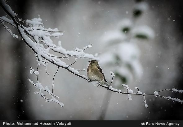تصاویر : بارش برف در تهران