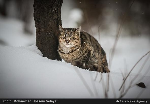 تصاویر : بارش برف در تهران