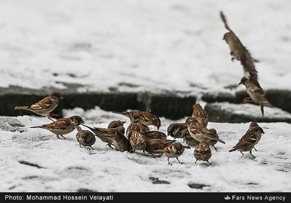 تصاویر : بارش برف در تهران