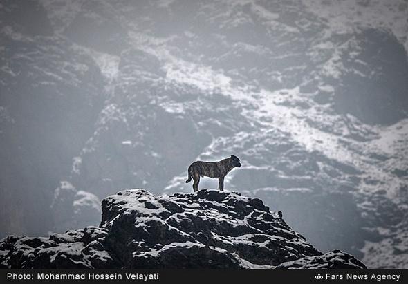 تصاویر : بارش برف در تهران