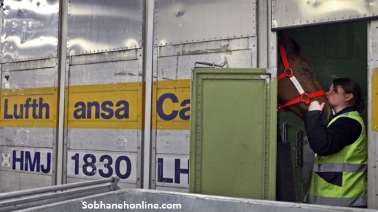 واردات اسب قیمت اسب