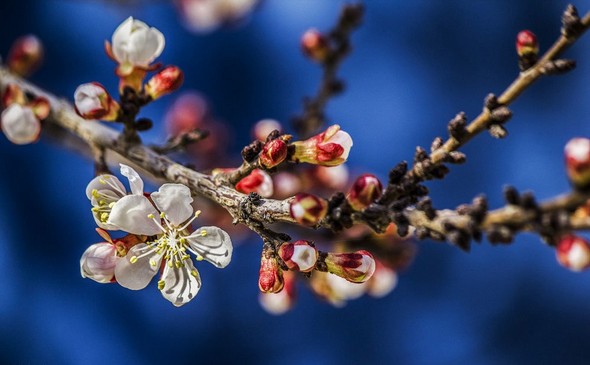 تصاویر : طبیعت بهاری بجنورد