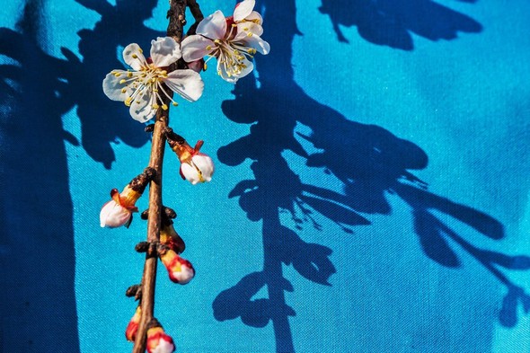 تصاویر : طبیعت بهاری بجنورد