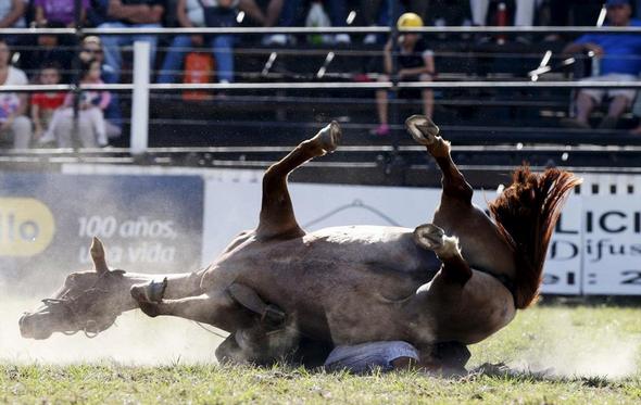 تصاویر : گاوچران های آمریکای لاتین‎