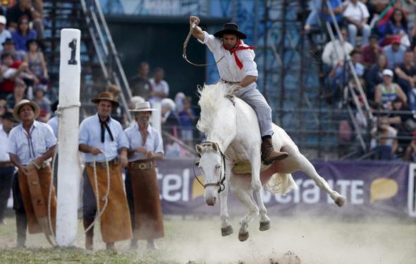 تصاویر : گاوچران های آمریکای لاتین‎