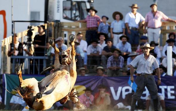 تصاویر : گاوچران های آمریکای لاتین‎