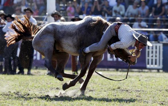 تصاویر : گاوچران های آمریکای لاتین‎