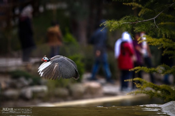 تصاویر : باغ پرندگان تهران