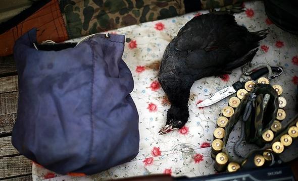 تصاویر : فصل شکار در گلستان تصاویر : فصل شکار در گلستان