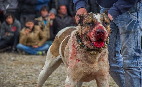 تصاویر : نبرد خونین سگ‌ها در زنجان