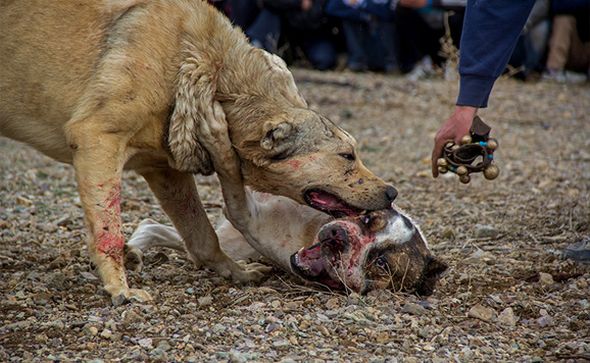تصاویر : نبرد خونین سگ‌ها در زنجان