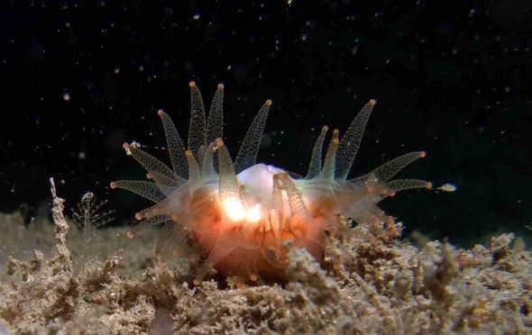 تصاویر : موجودات عجیب در زیر آب