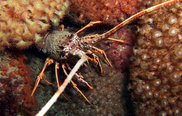 تصاویر : موجودات عجیب در زیر آب