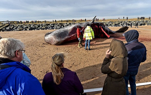 تصاویر : لاشه نهنگ های غول پیکر در ساحل انگلیس