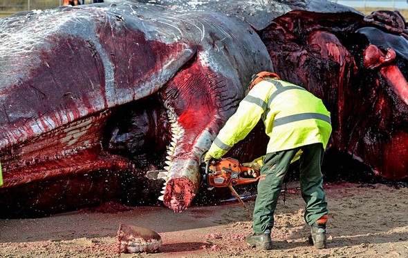 تصاویر : لاشه نهنگ های غول پیکر در ساحل انگلیس