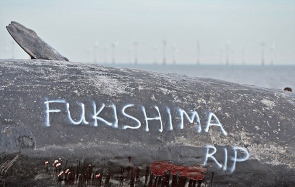 تصاویر : لاشه نهنگ های غول پیکر در ساحل انگلیس