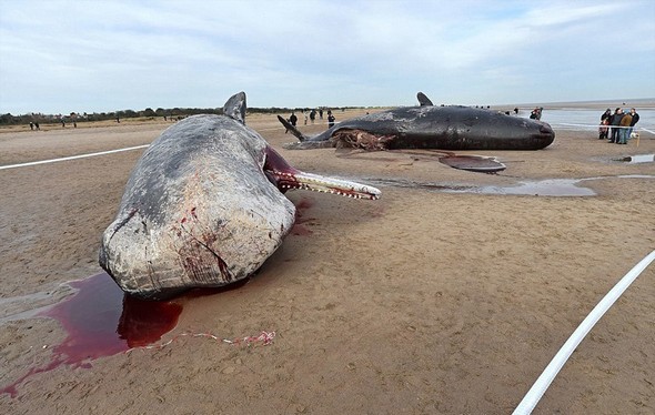 تصاویر : لاشه نهنگ های غول پیکر در ساحل انگلیس