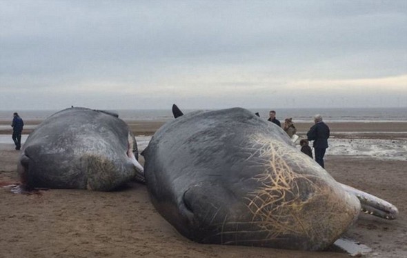 تصاویر : لاشه نهنگ های غول پیکر در ساحل انگلیس