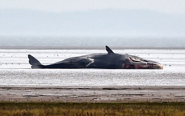 تصاویر : لاشه نهنگ های غول پیکر در ساحل انگلیس