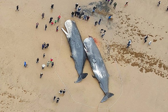 تصاویر : لاشه نهنگ های غول پیکر در ساحل انگلیس