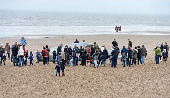 تصاویر : لاشه نهنگ های غول پیکر در ساحل انگلیس