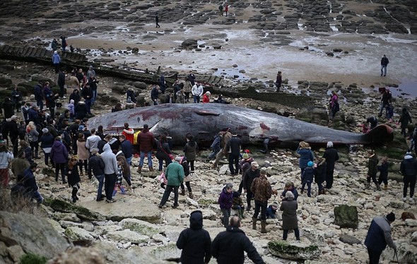 تصاویر : لاشه نهنگ های غول پیکر در ساحل انگلیس