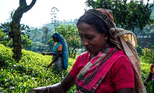 تصاویر : برداشت چای در سریلانکا