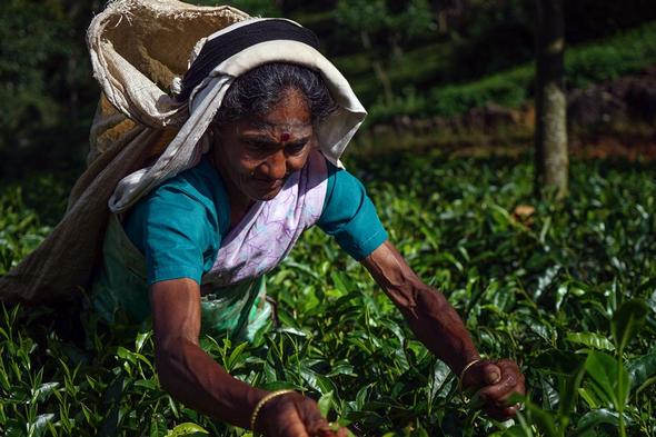 تصاویر : برداشت چای در سریلانکا
