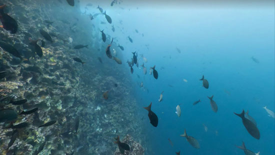 اعماق دریا از نگاه استریت ویو گوگل