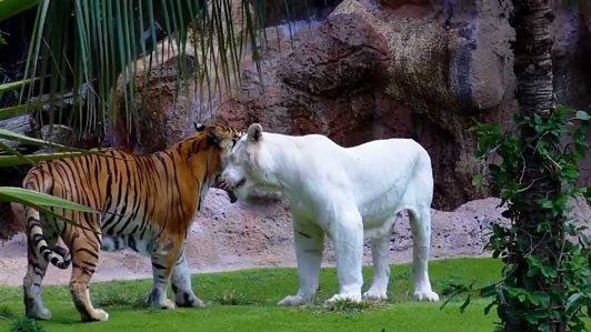 بهترین باغ وحش دنیا