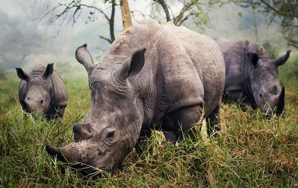 تصاویر : برندگان جایزه عکس نشنالجئوگرافی تصاویر : برندگان جایزه عکس نشنالجئوگرافی