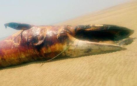 نهنگ 10 تنی در ساحل بوشهر/ عکس