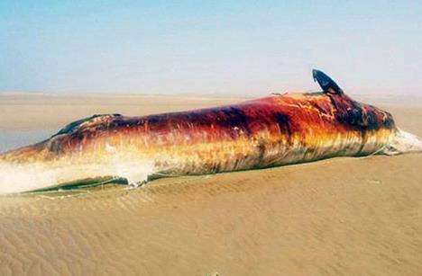 نهنگ 10 تنی در ساحل بوشهر/ عکس
