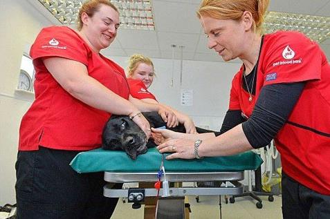 این سگ رکورددار اهدای خون است