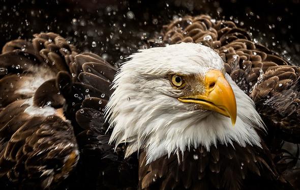 تصاویر : مسابقه عکاسی سونی ۲۰۱۶ تصاویر : مسابقه عکاسی سونی ۲۰۱۶