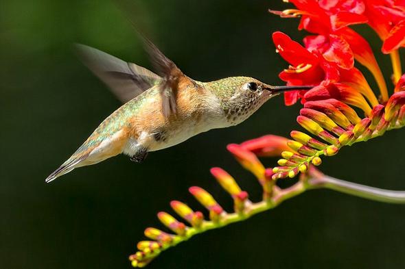 تصاویر : مسابقه عکاسی سونی ۲۰۱۶ تصاویر : مسابقه عکاسی سونی ۲۰۱۶