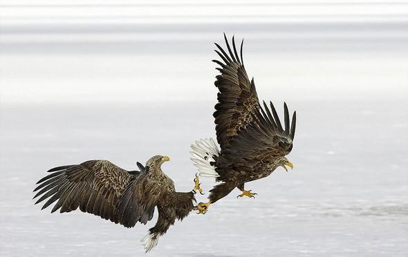 تصاویر : مسابقه عکاسی سونی ۲۰۱۶ تصاویر : مسابقه عکاسی سونی ۲۰۱۶