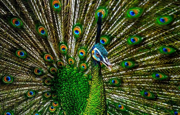 تصاویر : مسابقه عکاسی سونی ۲۰۱۶ تصاویر : مسابقه عکاسی سونی ۲۰۱۶