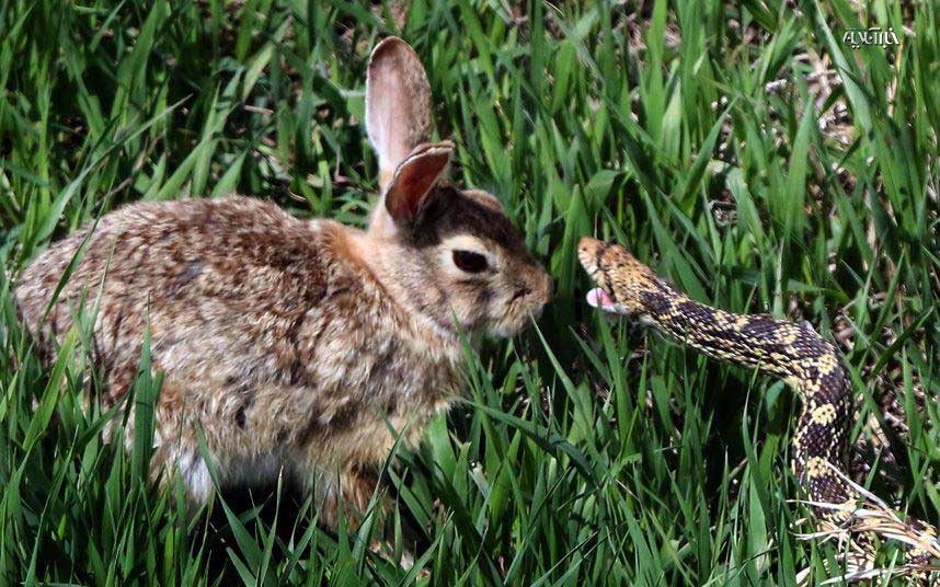 عکس: حفاظت شگفت‌انگیز خرگوش از بچه‌هایش در مقابل یک مار