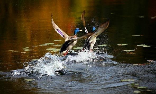 تصاویر : پاییز در نقاط مختلف جهان