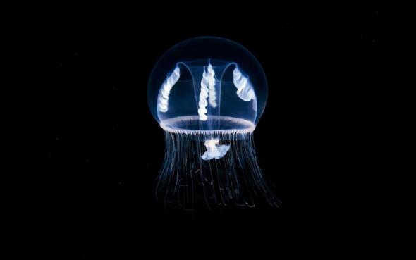 تصاویر : مخلوقات زیر آب