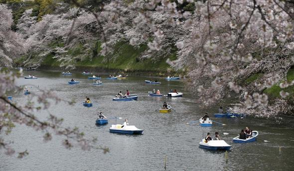 تصاویر : جشن شکوفه های گیلاس در ژاپن