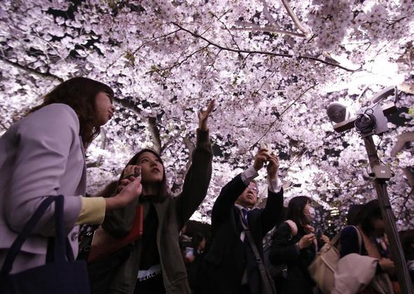 تصاویر : جشن شکوفه های گیلاس در ژاپن