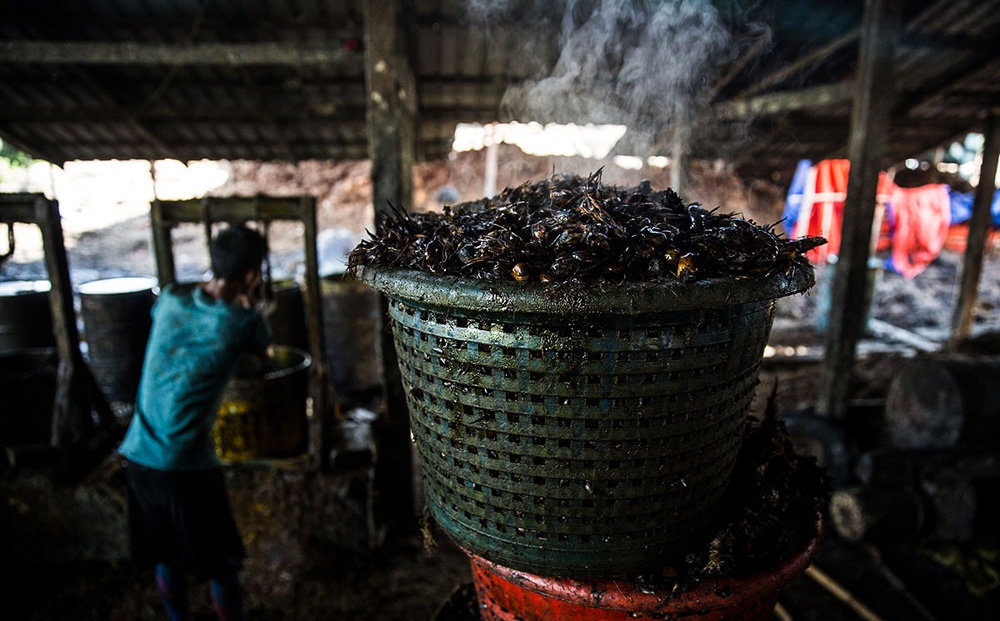 تصاویر : تولید روغن پالم در میانمار‎