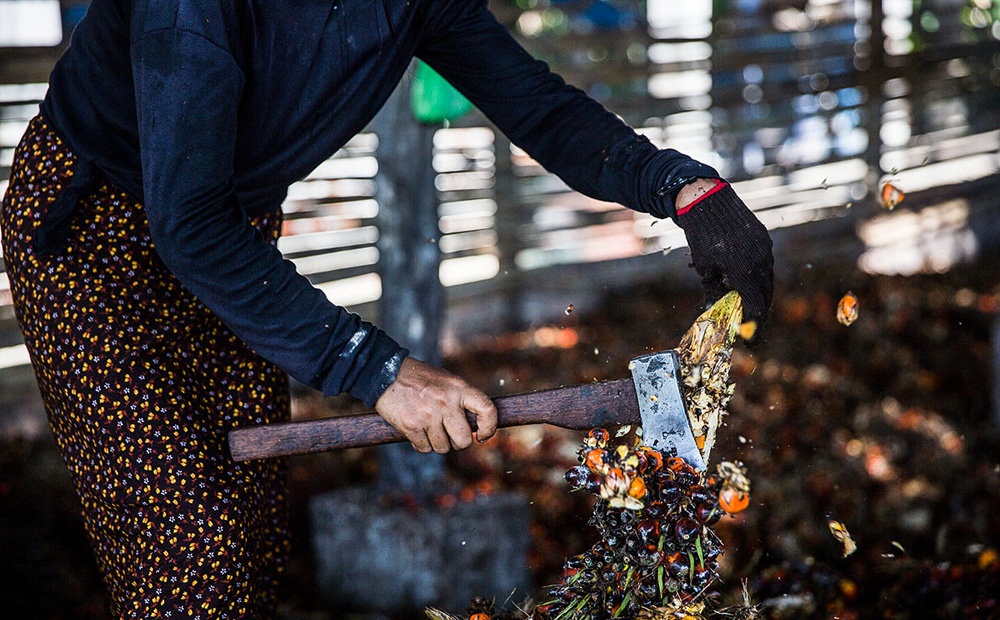 تصاویر : تولید روغن پالم در میانمار‎