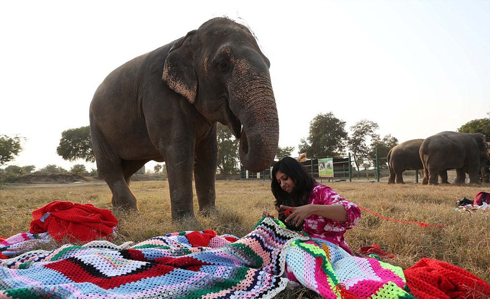 تصاویر : فیل پوشی در هند!