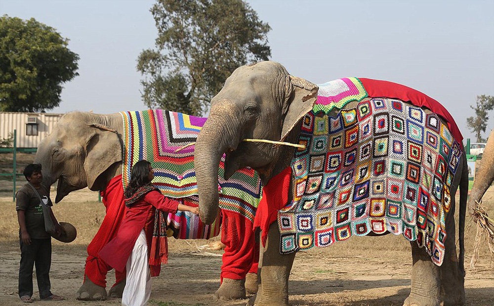 تصاویر : فیل پوشی در هند!