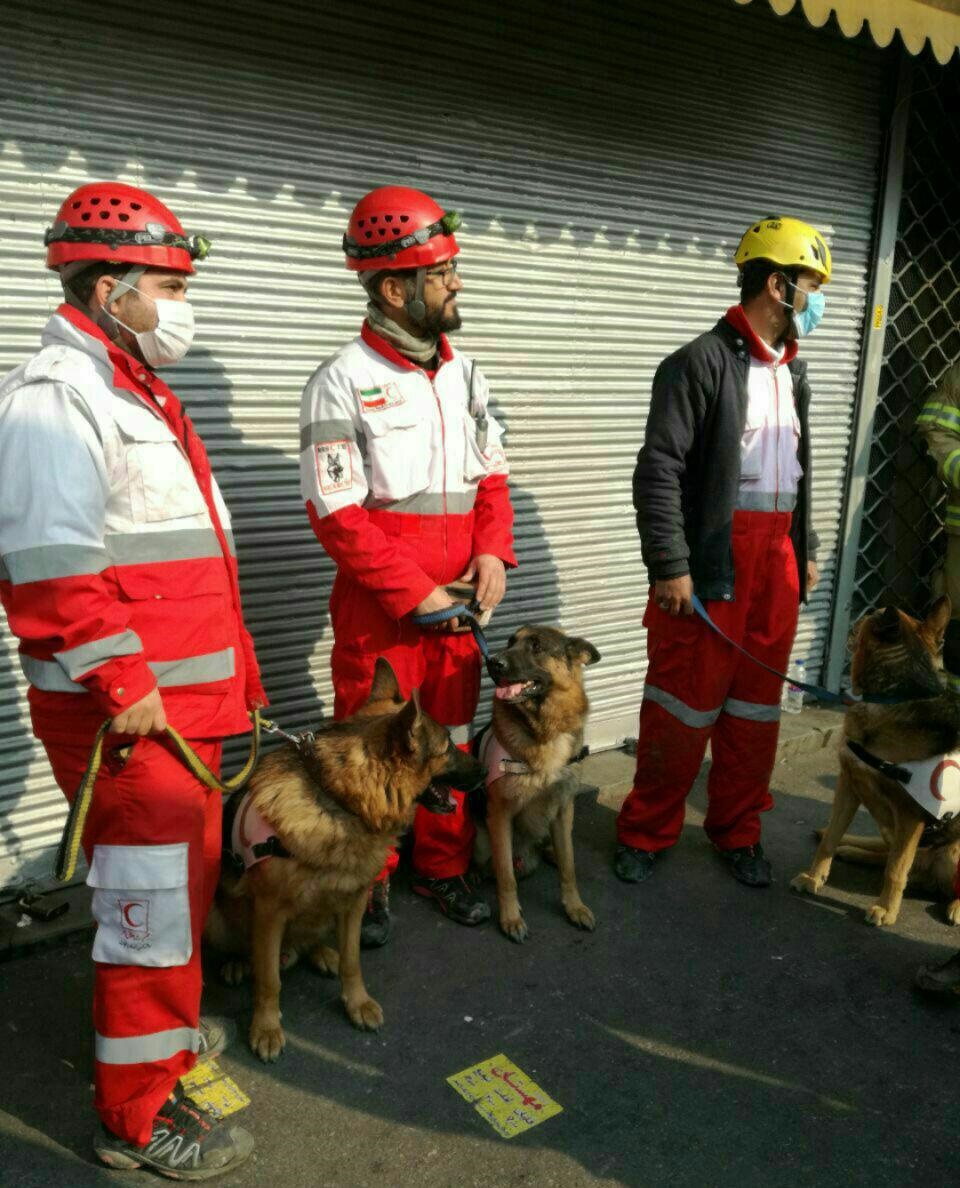 عکس/سگ‌های زنده‌یاب در محل ریزش ساختمان پلاسکو