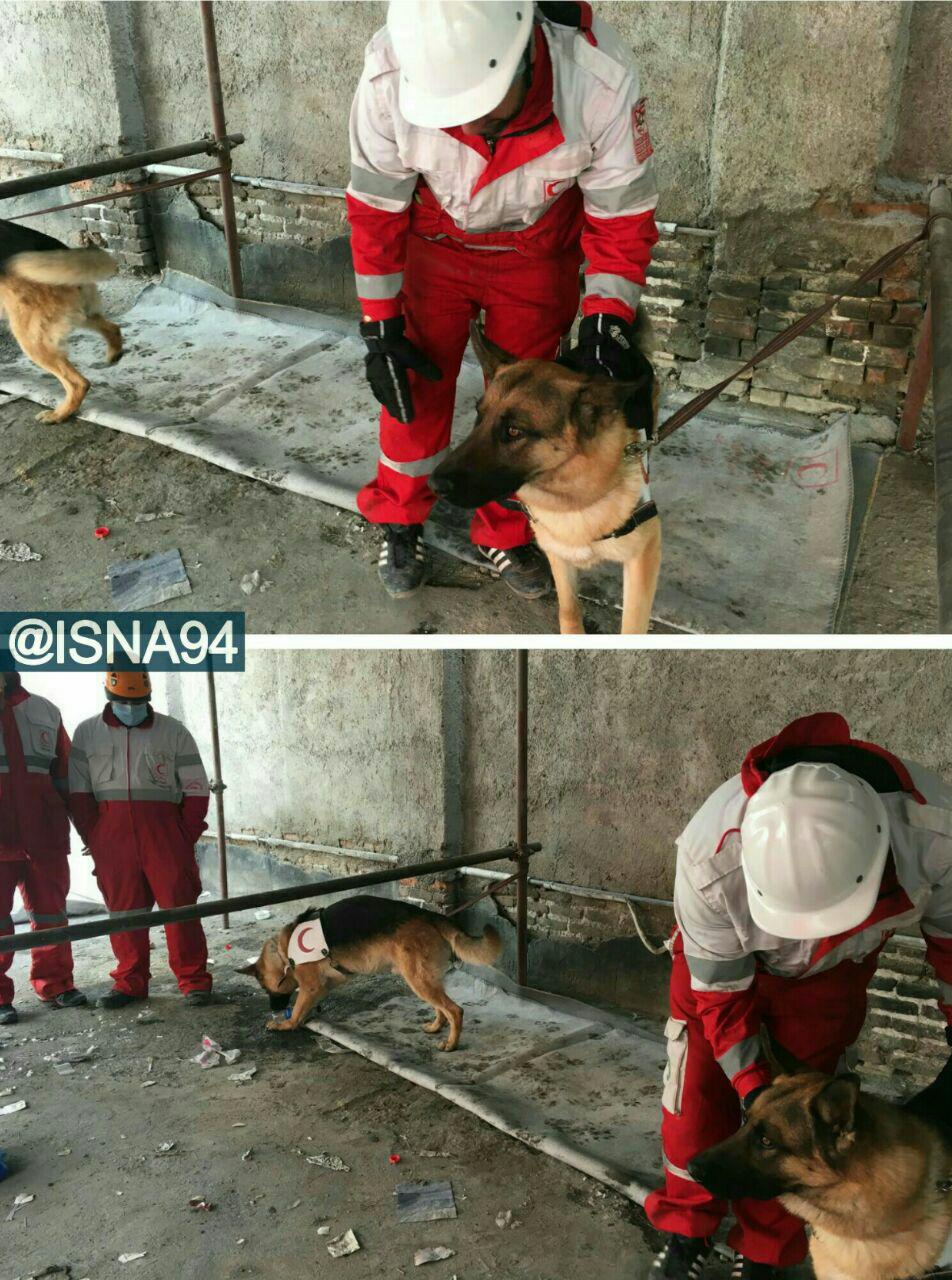 عکس/پلاسکو-سگهاي زنده ياب هلال احمر در انتظار باز شدن معبري براي نجات جان محبوس شدگان