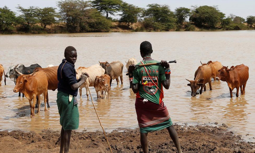 تصاویر : جدال برای یافتن چراگاه در کنیا‎